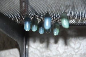 DSC_0498