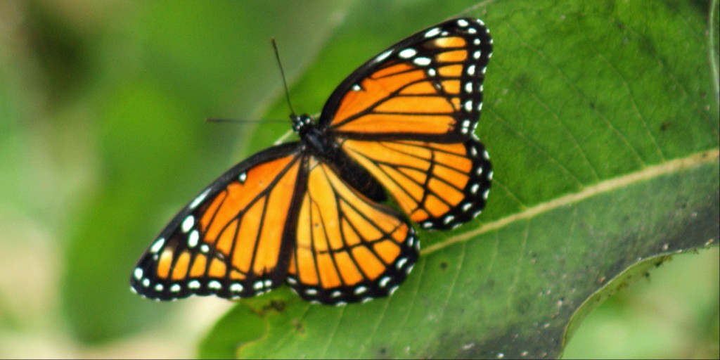 cropped-cropped-photo_13719_20090826.jpg